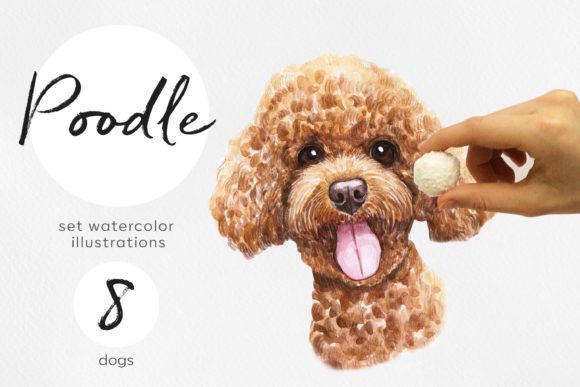 Watercolor 8 Poodle Dog Illustrations: A Brand Designer’s Practical Review