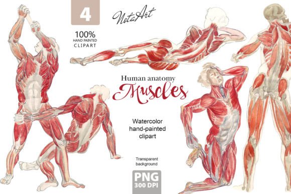 Watercolor Clipart Human Anatomy in Musc Illustrations for Real Crafting